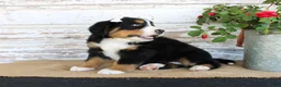 Bernese Mountain Dog dogs for sale: Madison - Ad 6