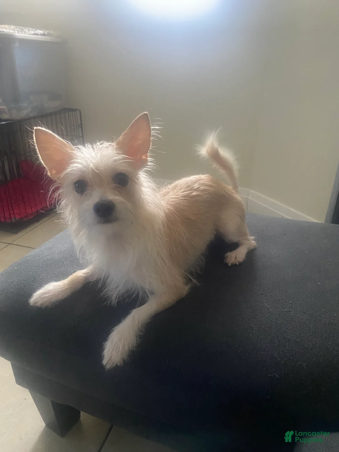 Mixed Breed dogs for sale: Mixed Breed Puppy 1 - Ad 2