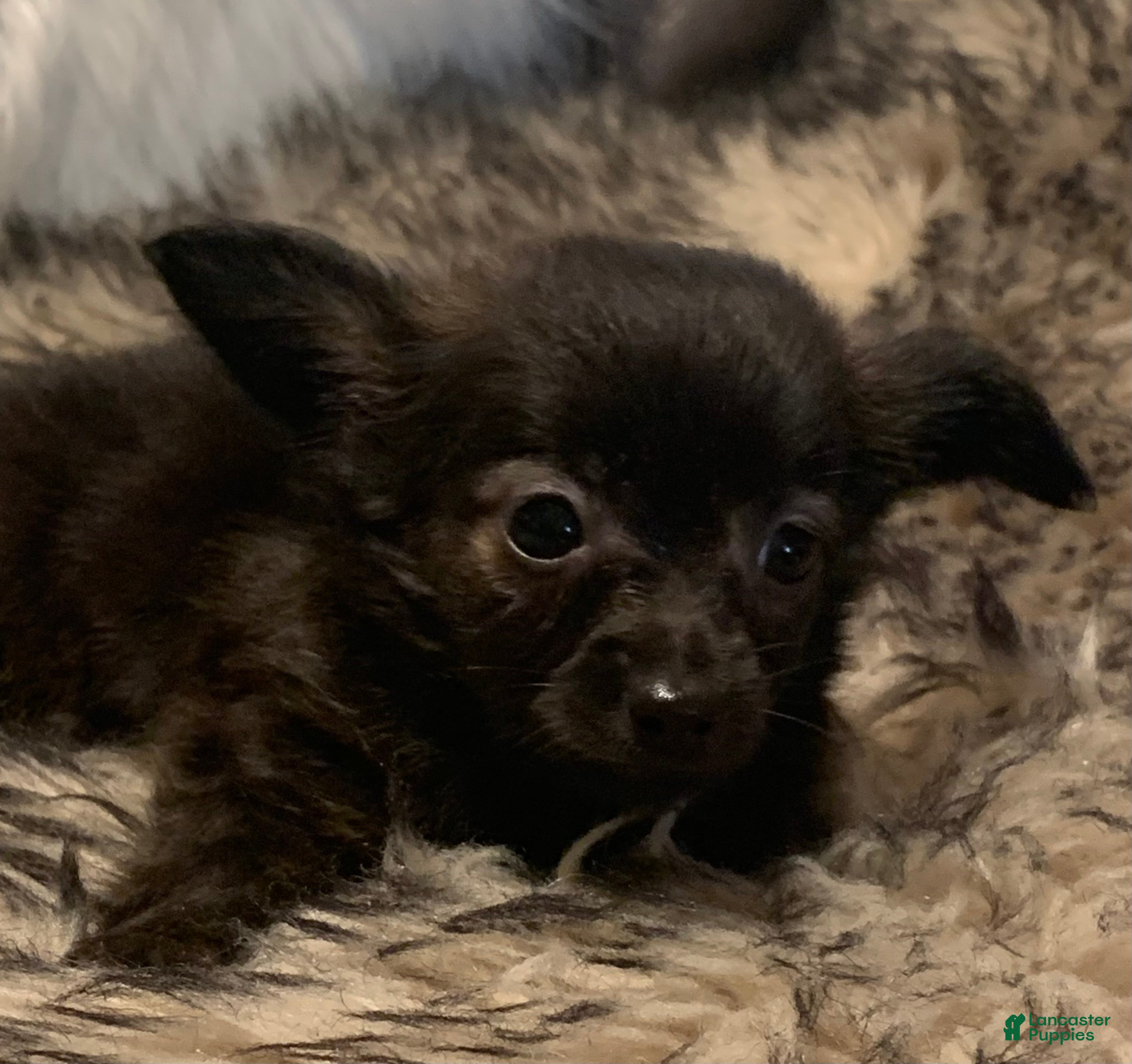 Chiweenie dogs Toy size BEAU~!!! - Ad 2