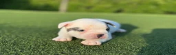 French Bulldog dogs for sale: Louie - Ad 3