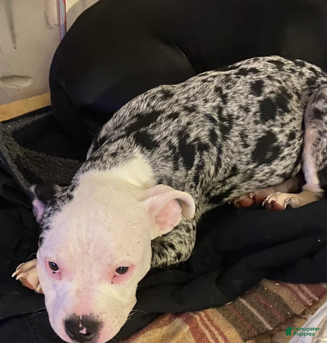 American Bully dogs for sale: American Bully Puppy 3 - Ad 1