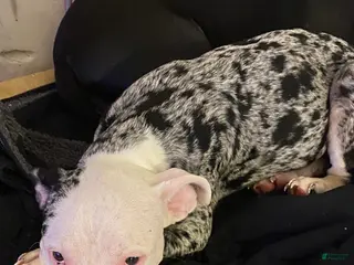 American Bully dogs American Bully Puppy 3 - Ad 21