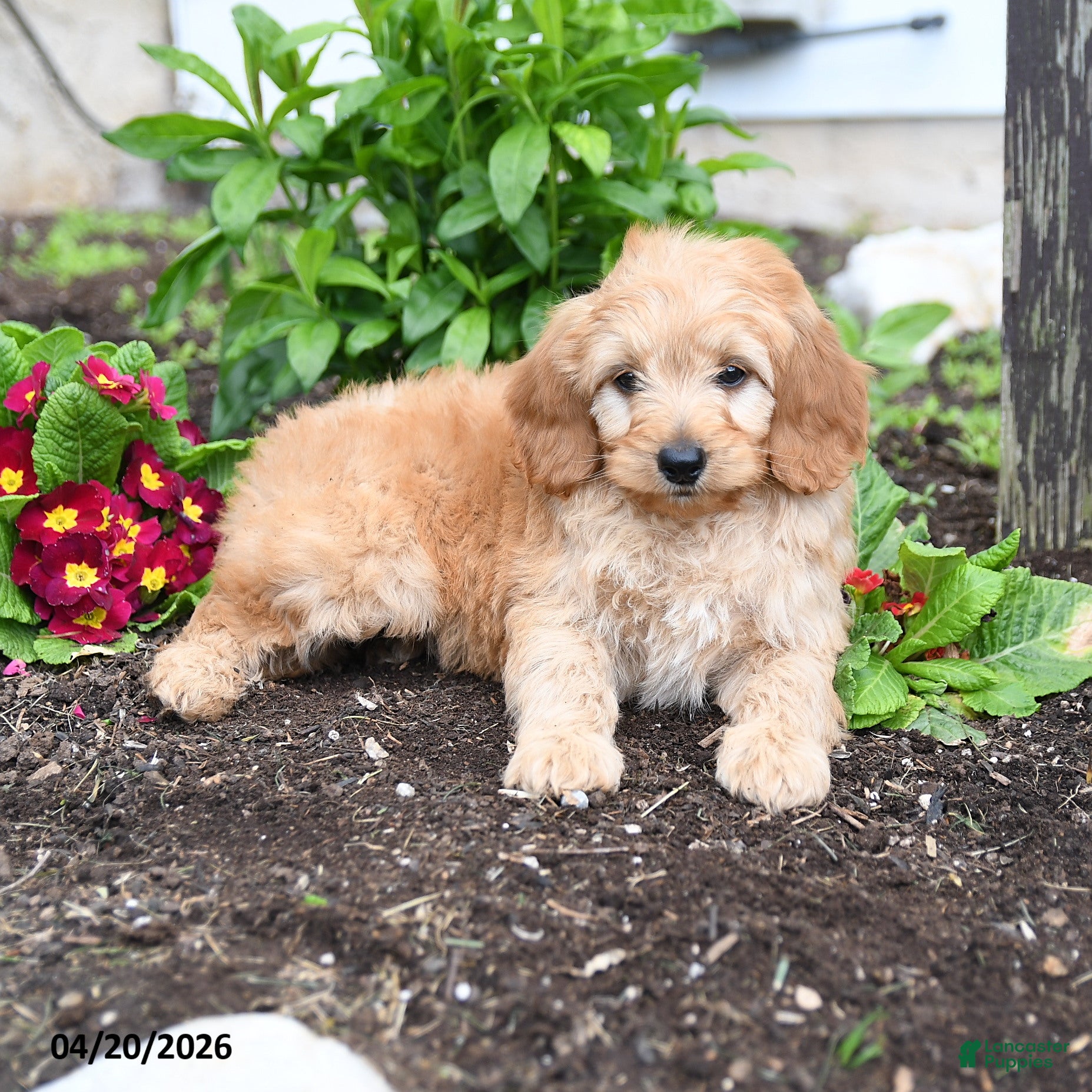 Mini Goldendoodle dogs Dusty  - Ad 2