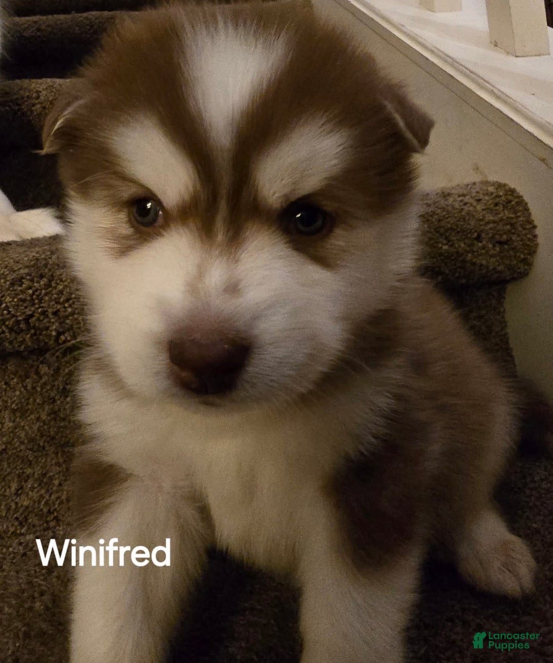 Pomsky dogs for sale: Winifed - Ad 4