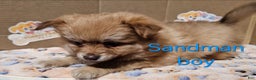 Mixed Breed dogs for sale: Aussiepom pup, "Sandman" - Ad 2