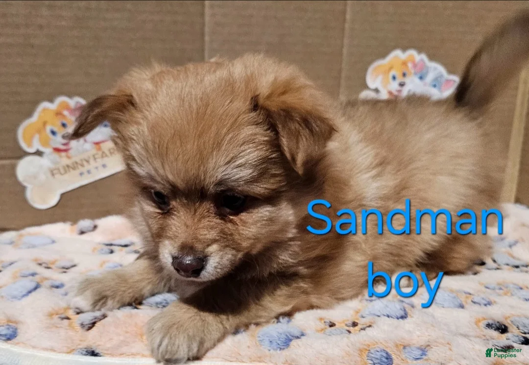 Mixed Breed dogs for sale: Aussiepom pup, "Sandman" - Ad 2