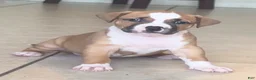 American Bully dogs for sale: American Bully 9 - Ad 1