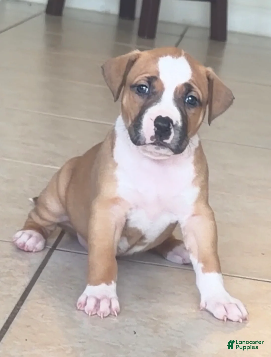 American Bully dogs for sale: American Bully 9 - Ad 1