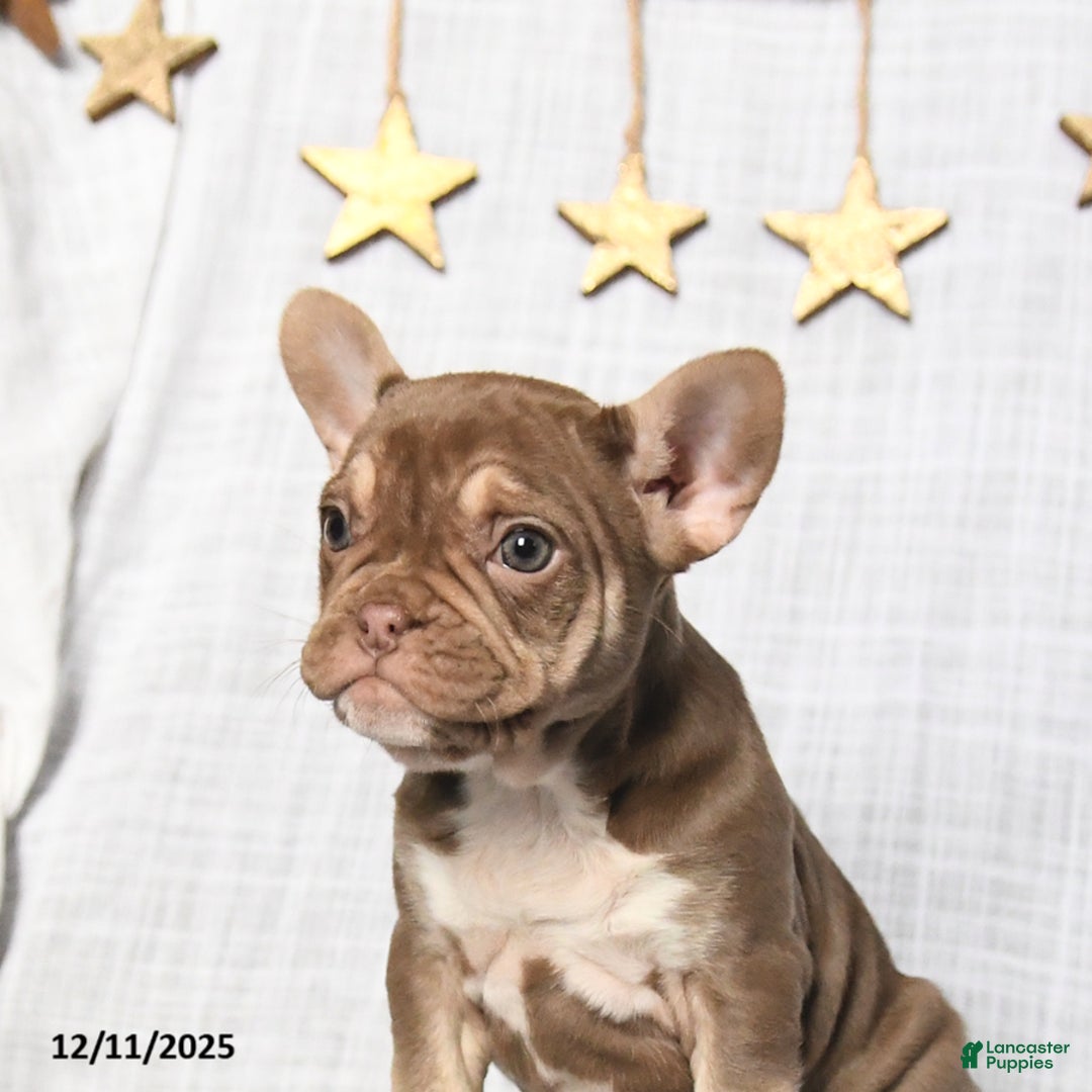 Frenchton dogs for sale: Jewel - Ad 3