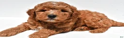 Mini Goldendoodle dogs for sale: Easton  - Ad 5