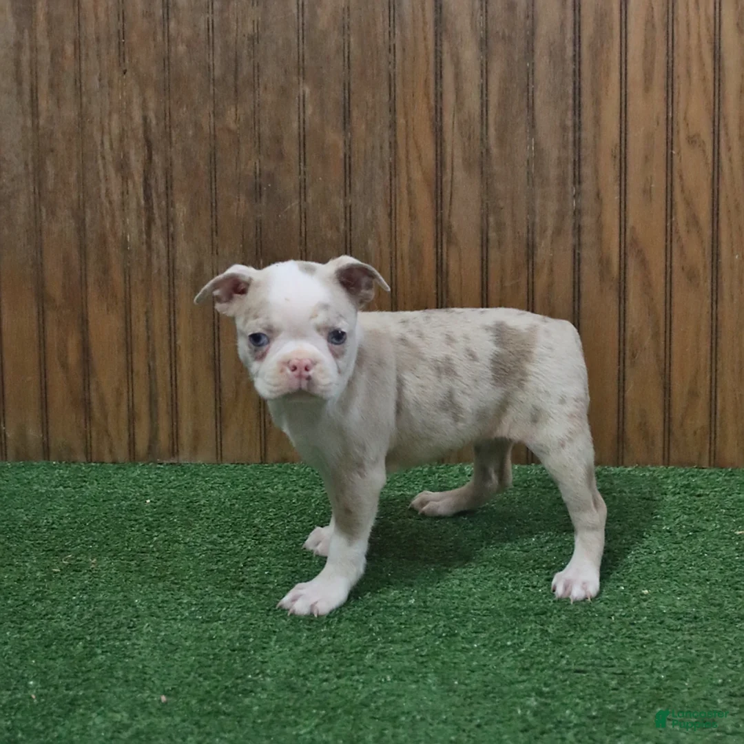 Boston Terrier dogs for sale: Beauty - Ad 3