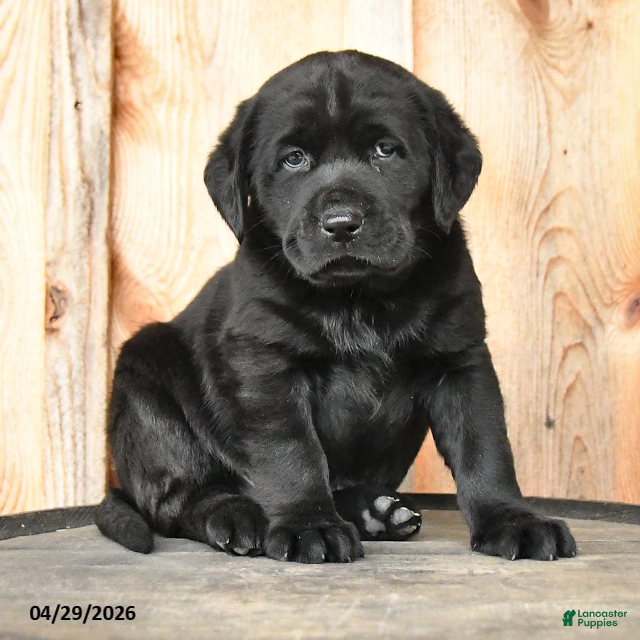 Labrador Retriever dogs for sale: Edie - Ad 3