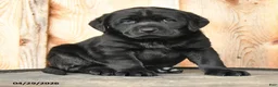 Labrador Retriever dogs for sale: Edie - Ad 1