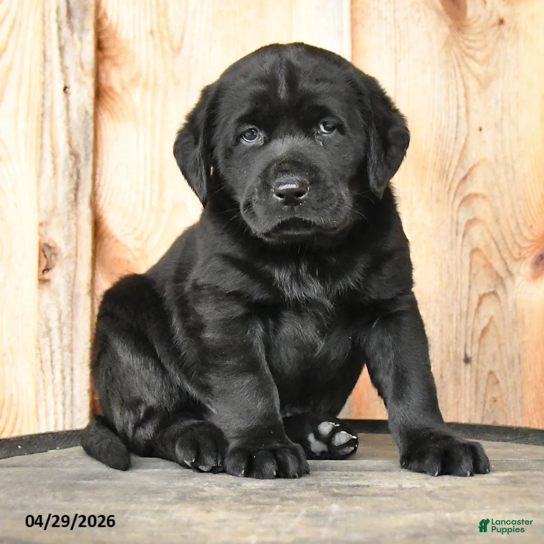 Labrador Retriever dogs for sale: Edie - Ad 1
