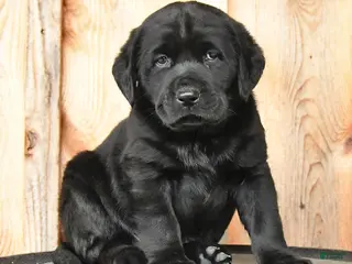 Labrador Retriever dogs for sale: Edie - Ad 3