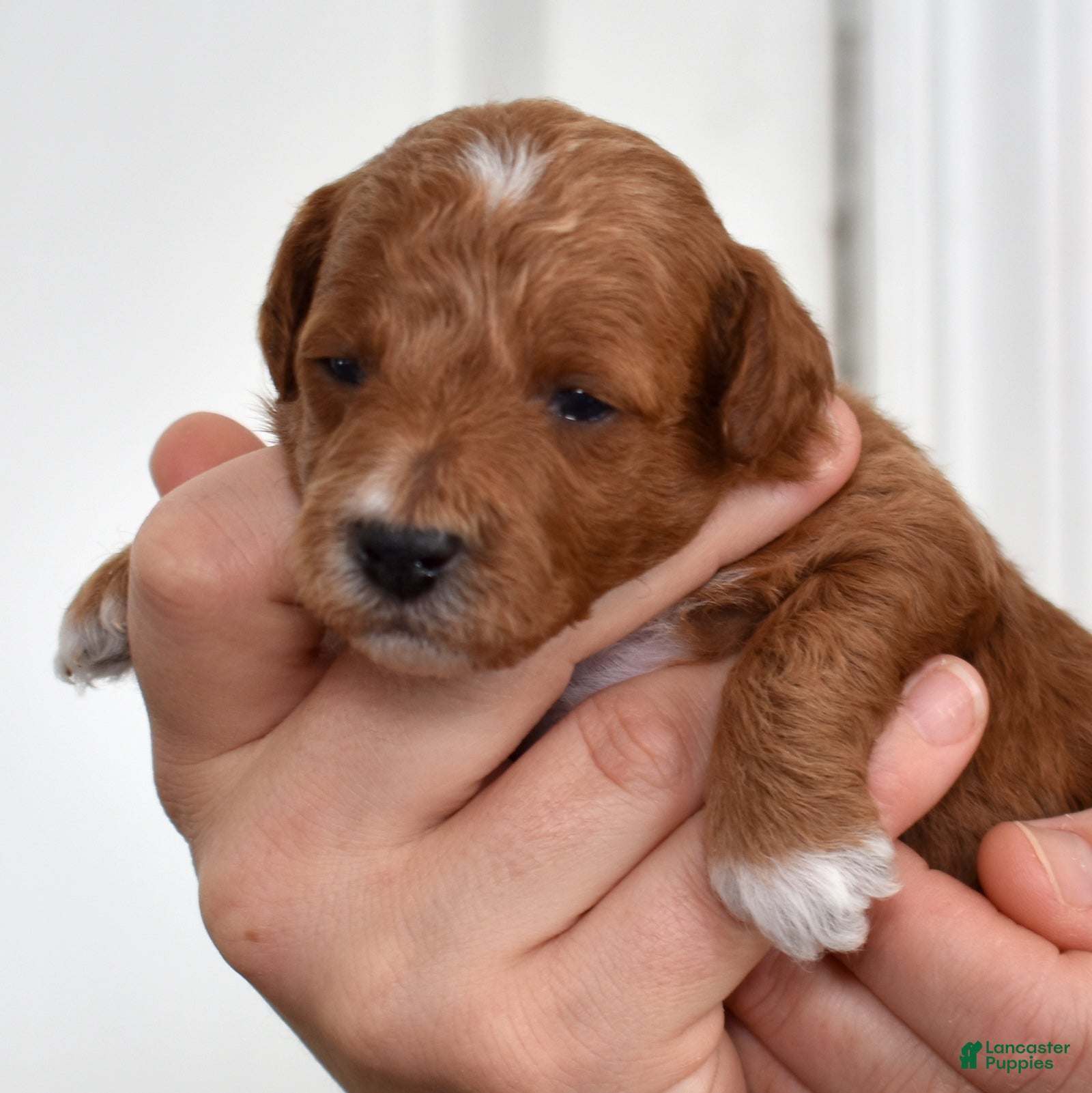 Toy Poodle dogs Palmer  - Ad 15