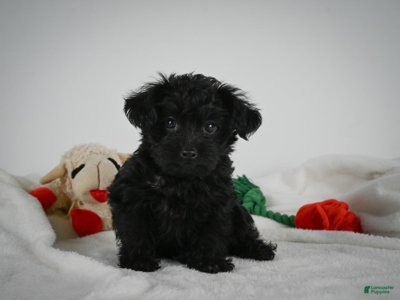 Yorkiepoo dogs Ace - Ad 2