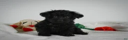 Yorkiepoo dogs for sale: Ace - Ad 2