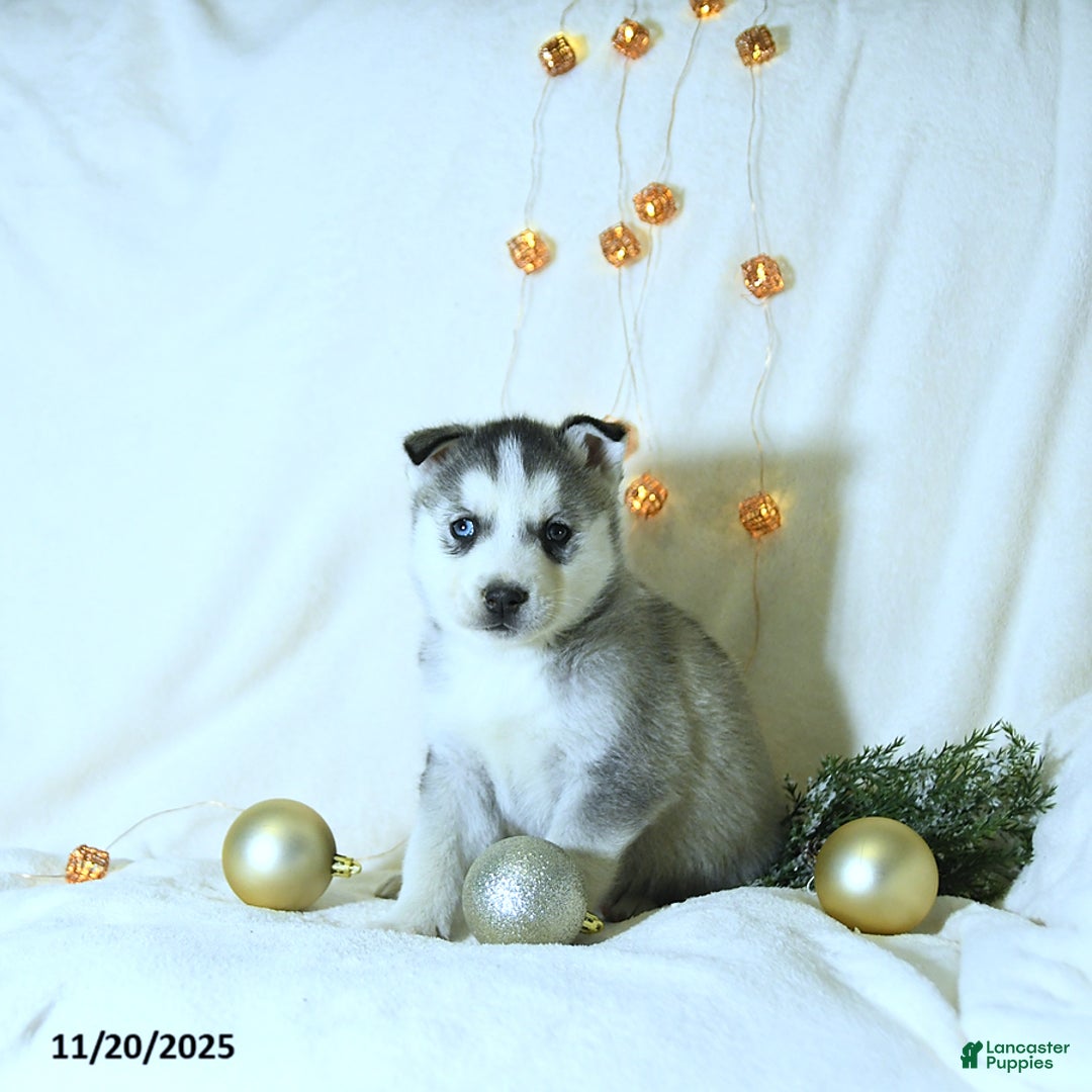 Siberian Husky dogs for sale: Riley - Ad 3