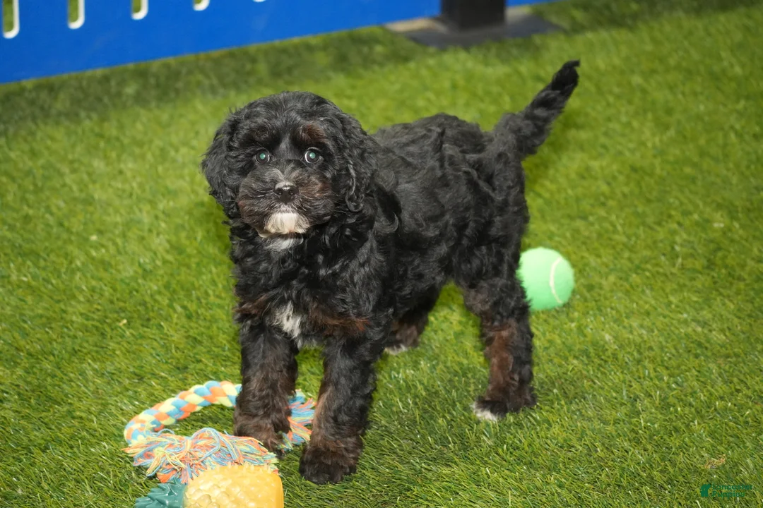 Cavapoo dogs for sale: Fran - Ad 1