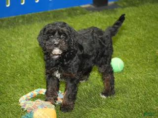 Cavapoo dogs Fran - Ad 38