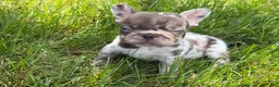 French Bulldog dogs for sale: Small Female Isabella Merle Puppy: - Ad 5