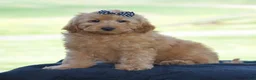 Mini Goldendoodle dogs for sale: Waden - Ad 7