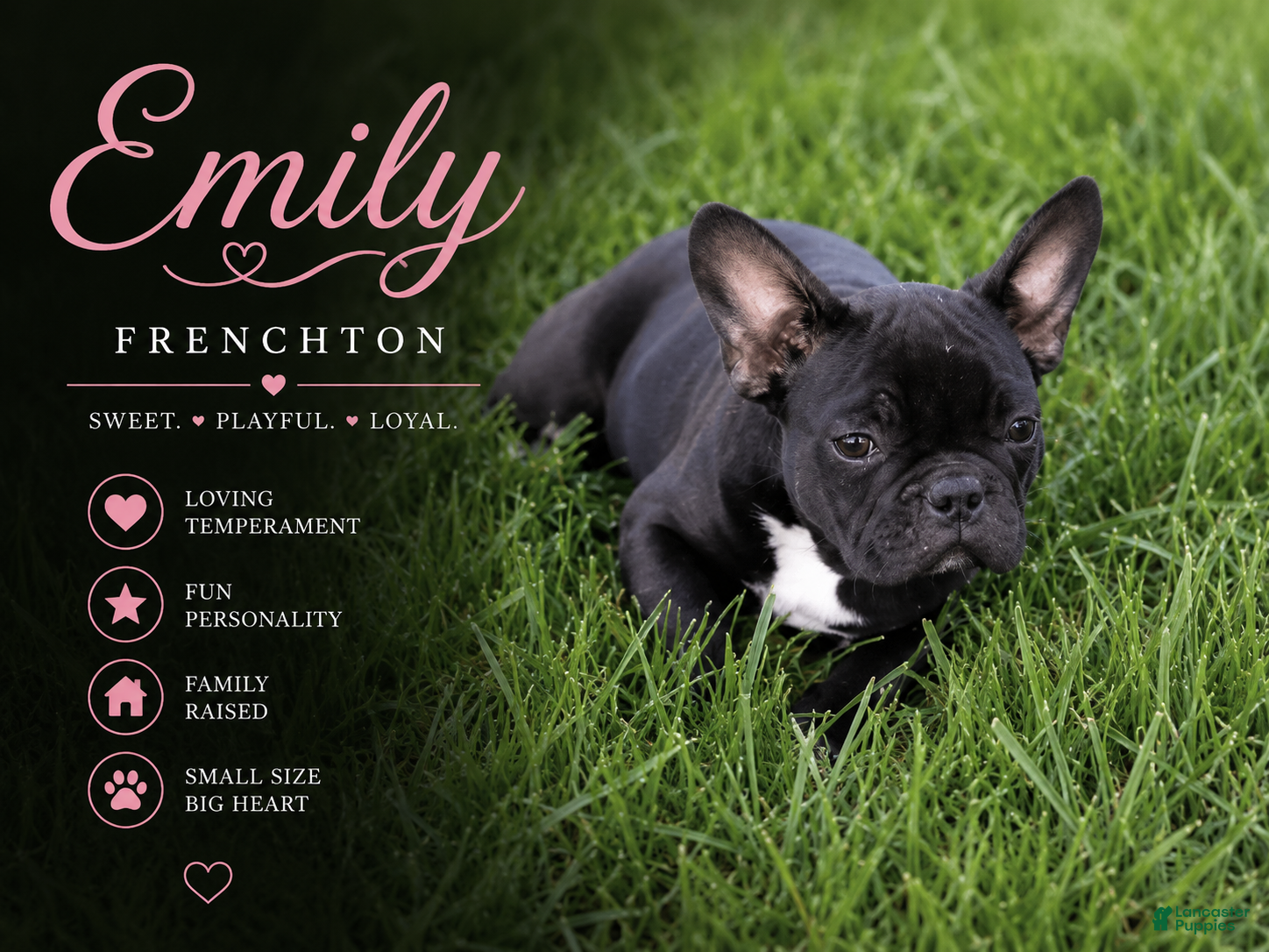 Frenchton dogs Emily - Ad 1