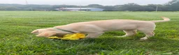 Labrador Retriever dogs for sale: Honey - Ad 17