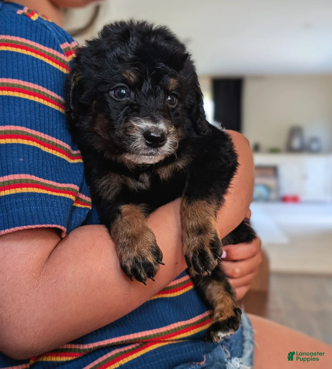 Mixed Breed dogs for sale: Mixed Breed Puppy 4 - Ad 4