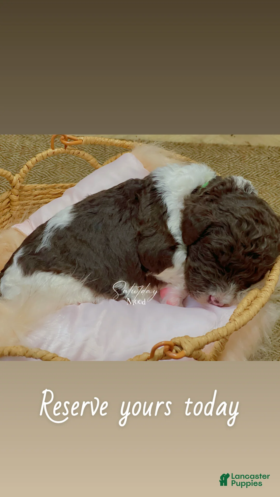 Goldendoodle dogs for sale: Lucky male green collar - Ad 2