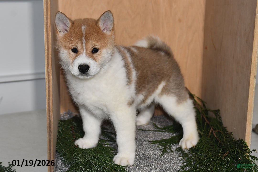 Shiba Inu dogs for sale: Finn - Ad 2