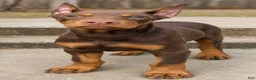 Doberman Pinscher dogs for sale: Fury  - Ad 5