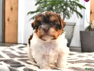 Mixed Breed dogs for sale: Jessica - Ad 1