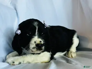 English Springer Spaniel dogs English Springer Spaniel 4 - Ad 7