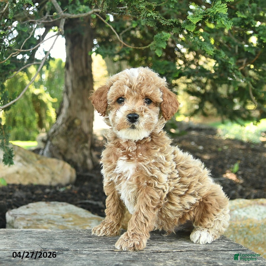 Goldendoodle dogs Max - Ad 1