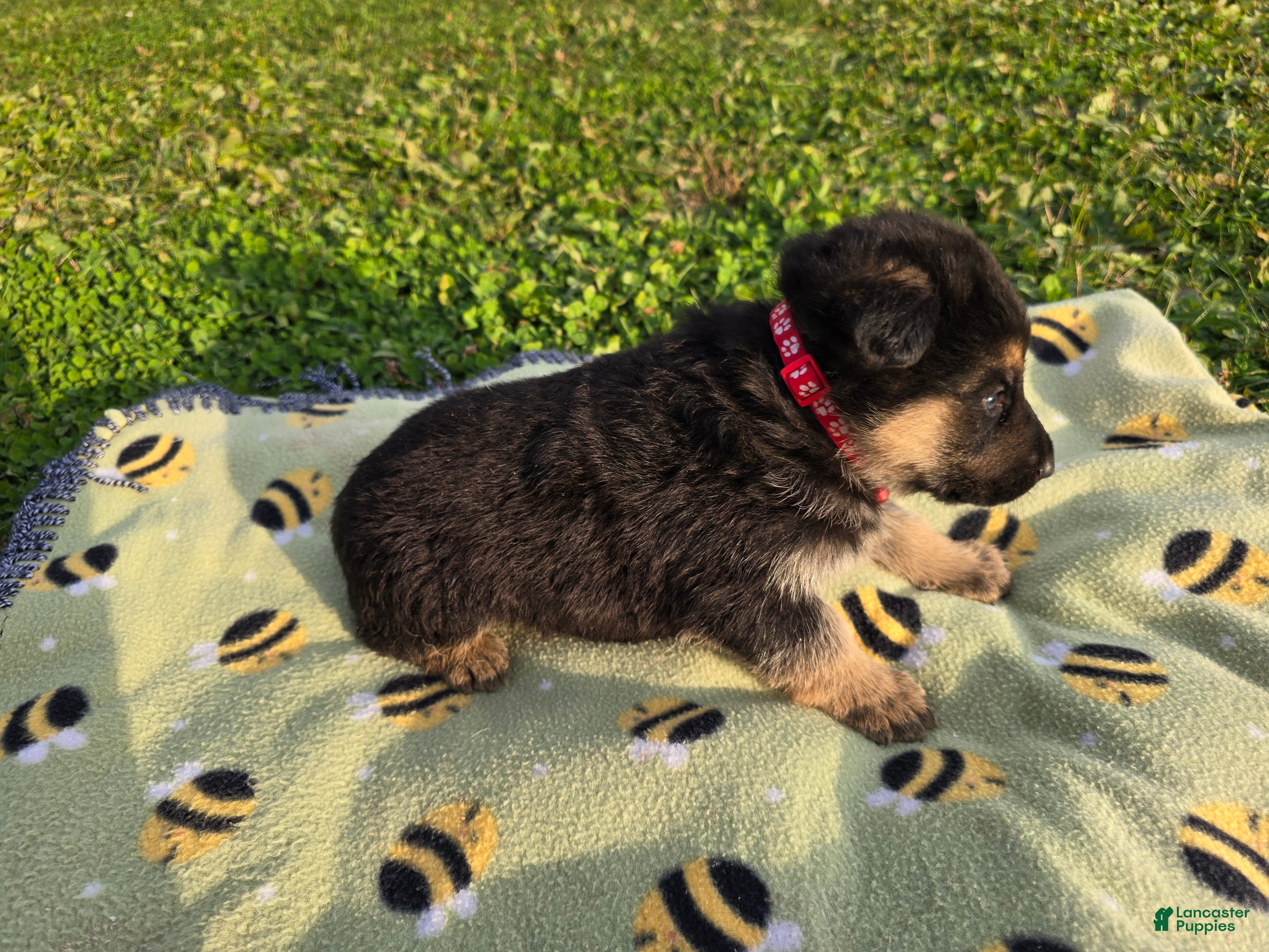 German Shepherd dogs for sale: German Shepherd 3 - Ad 2