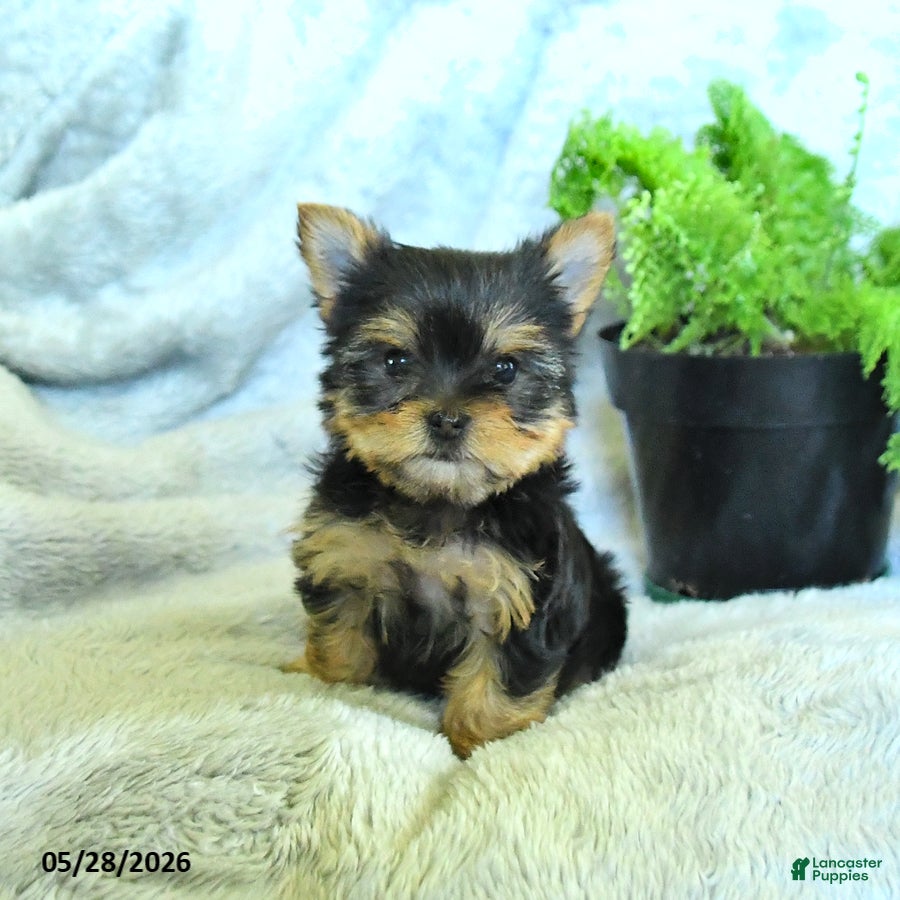 Yorkshire Terrier dogs Satin - Ad 2