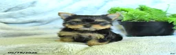 Yorkshire Terrier dogs for sale: Satin - Ad 2