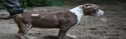American Bully dogs for sale: Polaris - Ad 25