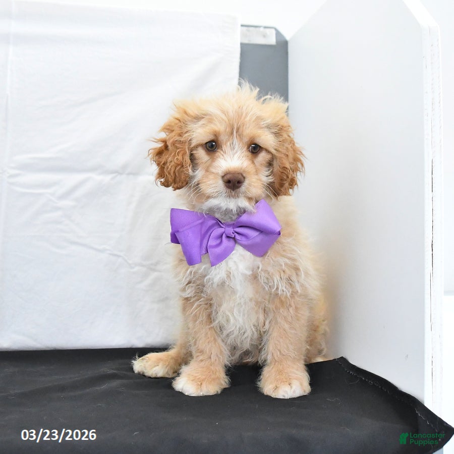 Cavapoo dogs Zeke - Ad 1