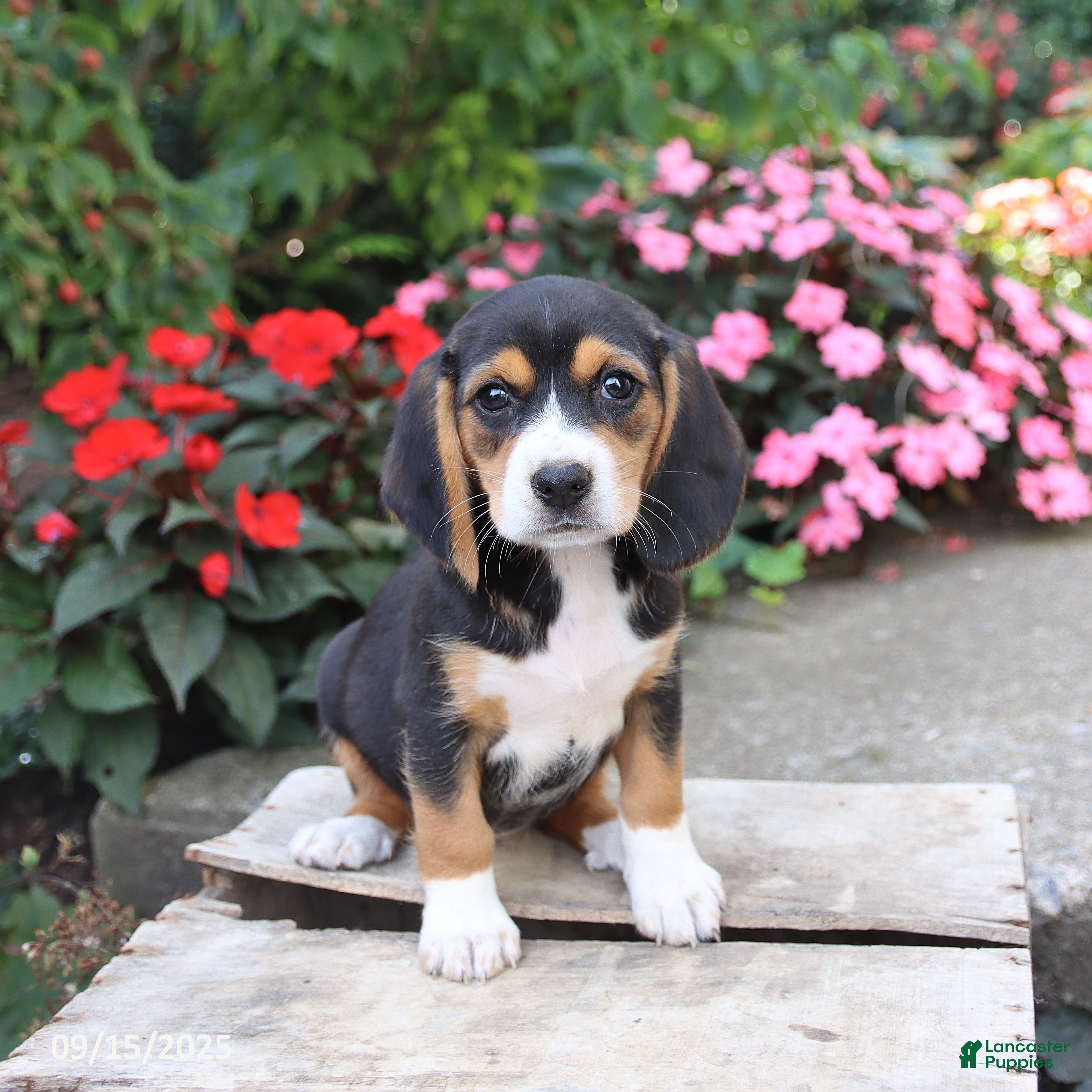 Beagle dogs Zoe - Ad 11