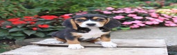 Beagle dogs for sale: Zoe - Ad 1