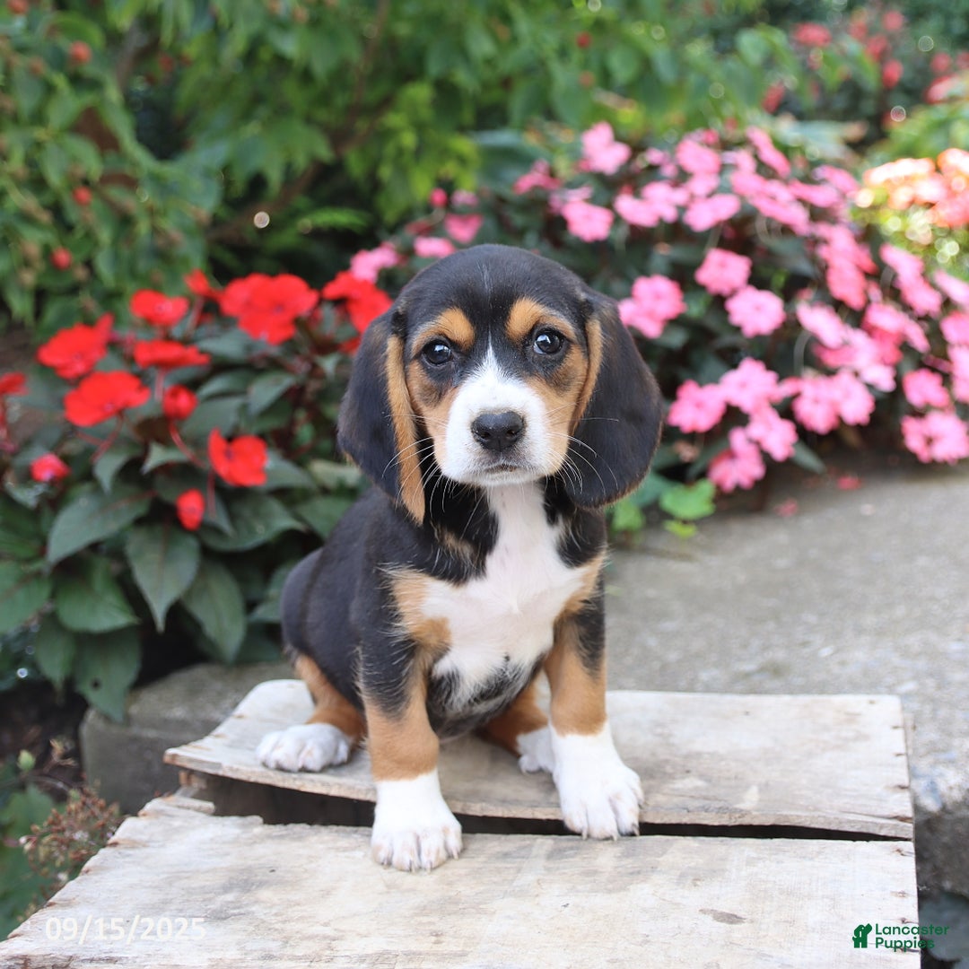 Beagle dogs for sale: Zoe - Ad 1