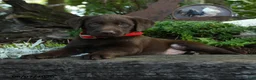 Labrador Retriever dogs for sale: Tiny - Ad 4