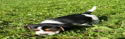 Beagle dogs for sale: Beagle 1 - Ad 5
