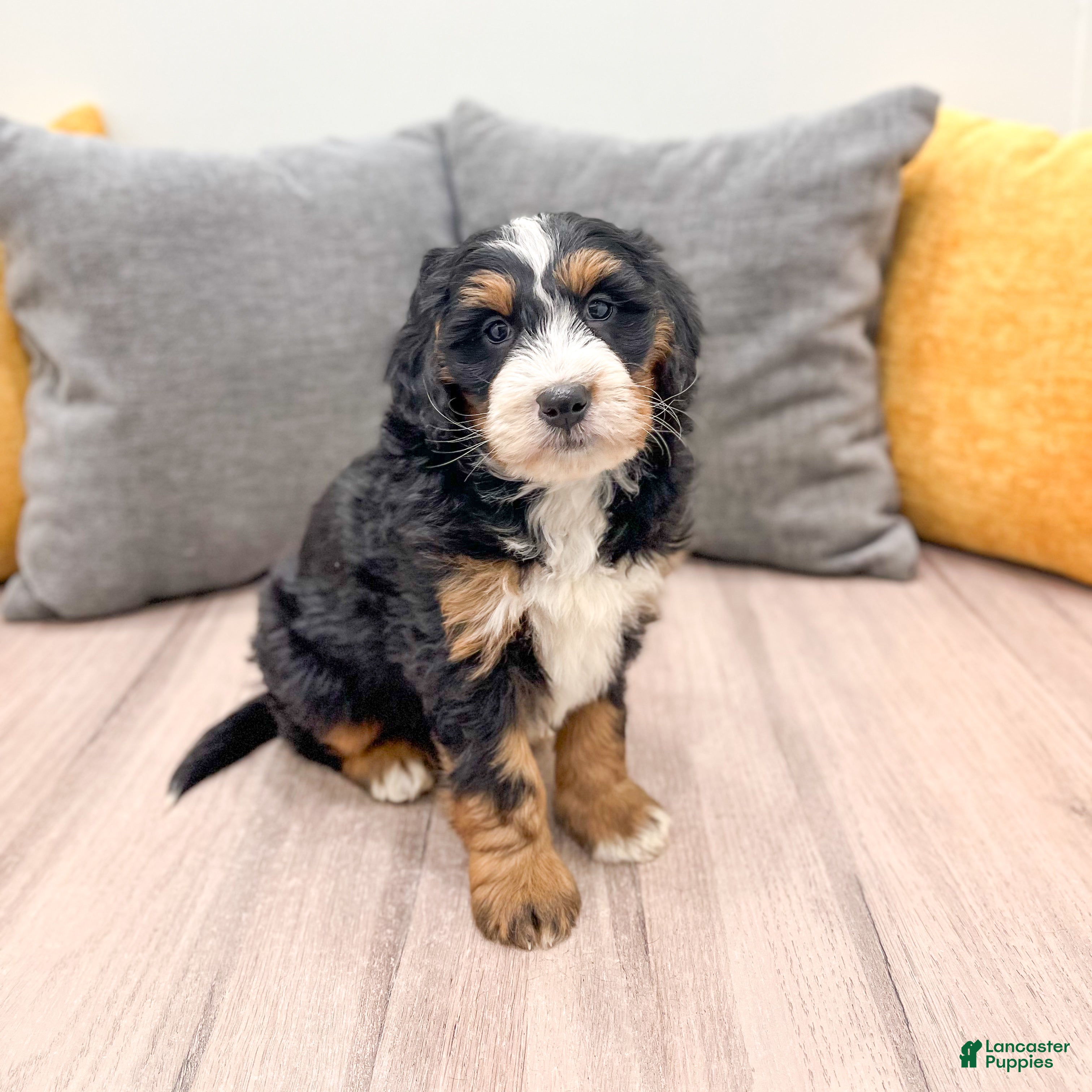 Mini Bernedoodle dogs Layla - Ad 5