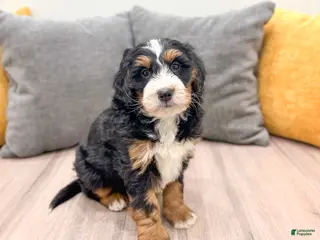 Mini Bernedoodle dogs Layla - Ad 33