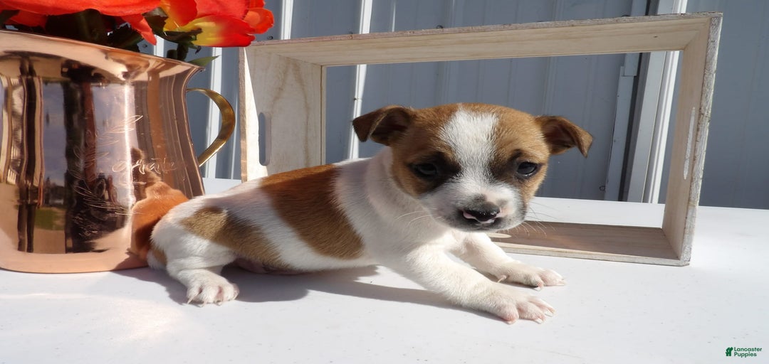 Gallery Image {{count}}