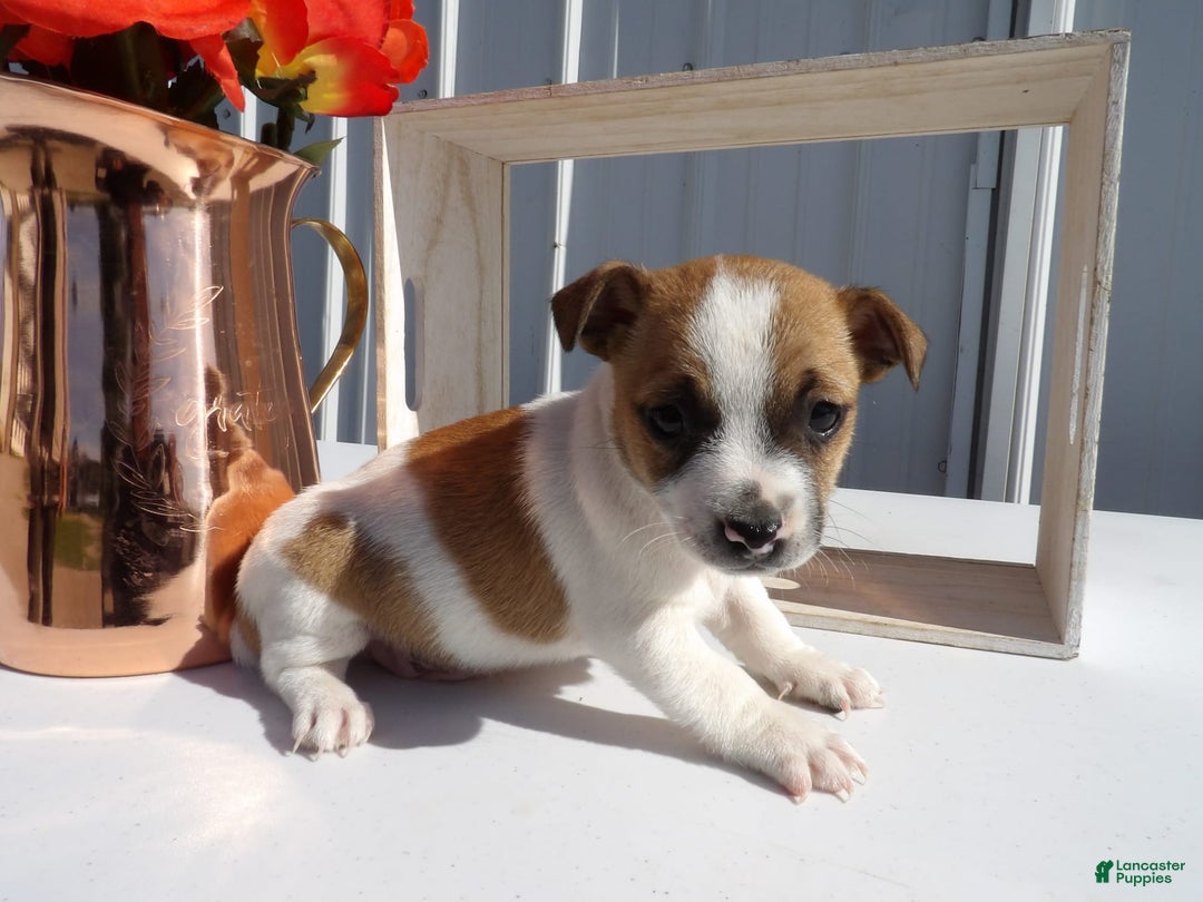 Gallery Image {{count}}